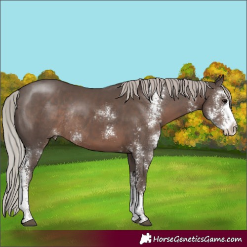 Horse Color:Silver Black Sabino Rabicano 
