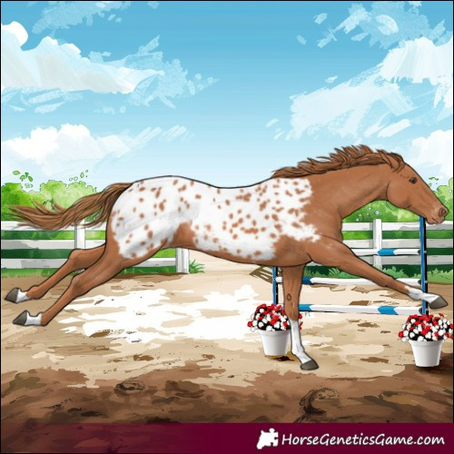Horse Color:Chestnut Tobiano Near Leopard 