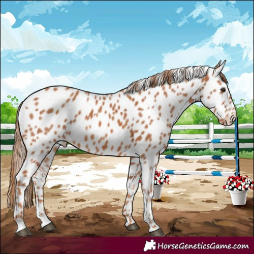 Horse Color:Chestnut Leopard 