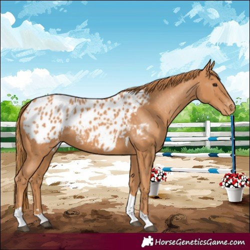 Horse Color:Chestnut Tobiano Appaloosa Rabicano