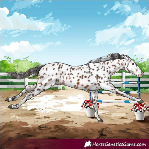 Horse Color:Bay Leopard
