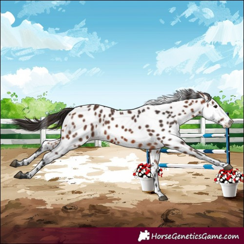 Horse Color:Bay Near Leopard 