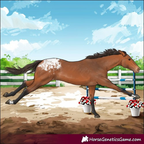 Horse Color:Bay Blanket