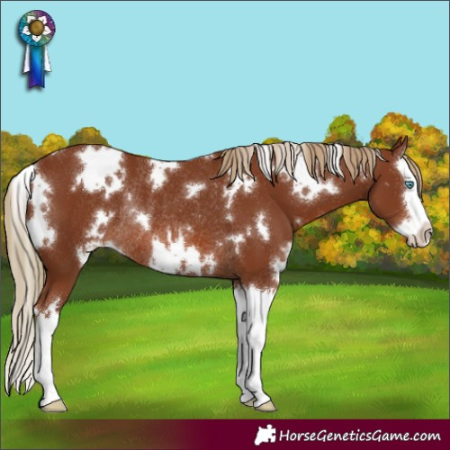 Horse Color:White Spotted Chestnut Splash Rabicano 