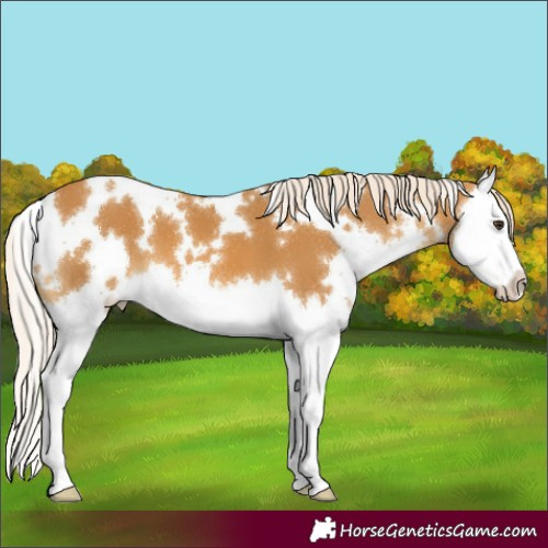 Horse Color:White Spotted Palomino Splash 