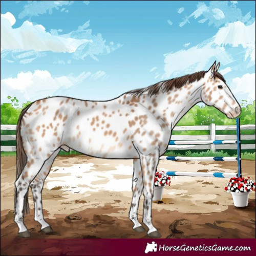 Horse Color:Bay Dun Appaloosa