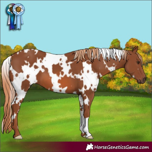 Horse Color:White Spotted Chestnut