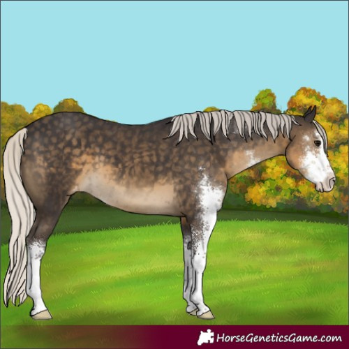 Horse Color:Silver Smoky Black Sabino Appaloosa 