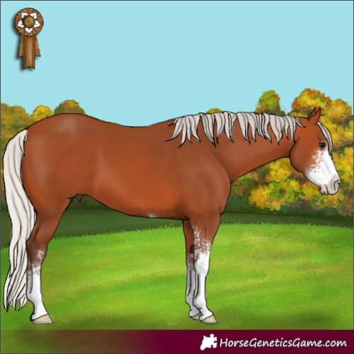 Horse Color:Silver Bay Sabino