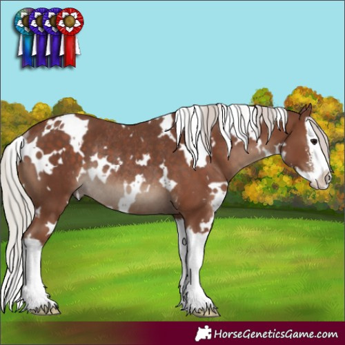 Horse Color:White Spotted Silver Black Sabino Splash Rabicano 