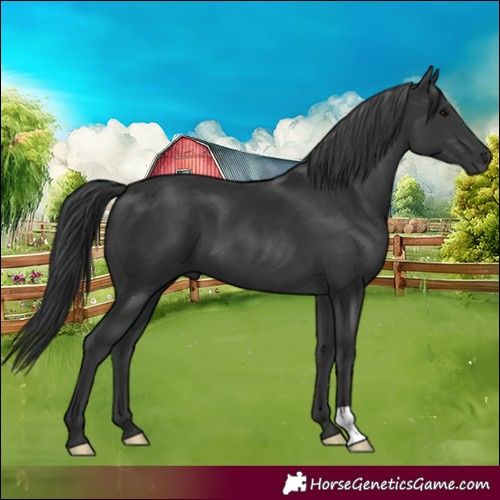 Horse Color:Black 