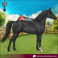 Horse Color:Black 
