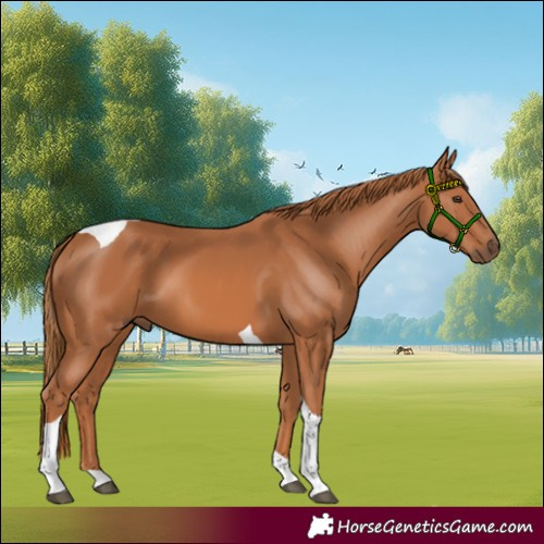 Horse Color:Chestnut Tobiano
