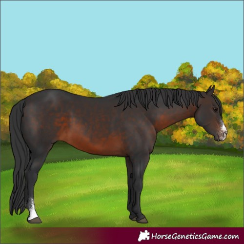 Horse Color:Brown Sabino 