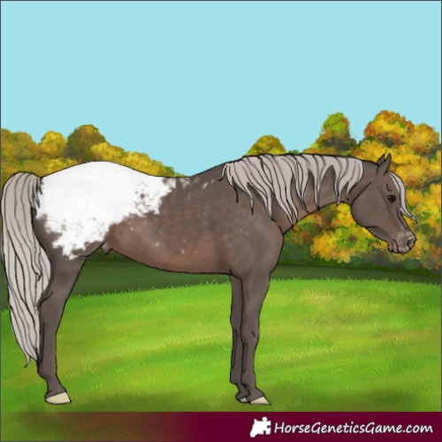 Horse Color:Silver Black Appaloosa
