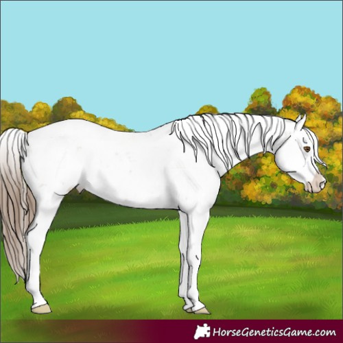 Horse Color:Brown Pearl Sabino Appaloosa Rabicano 