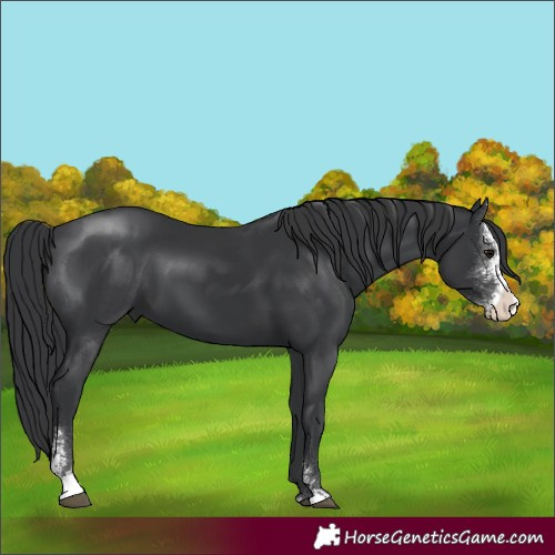 Horse Color:Black Sabino 