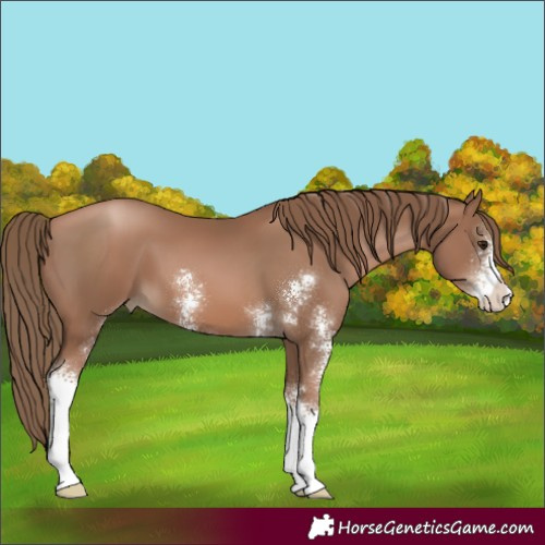 Horse Color:Black Pearl Sabino 