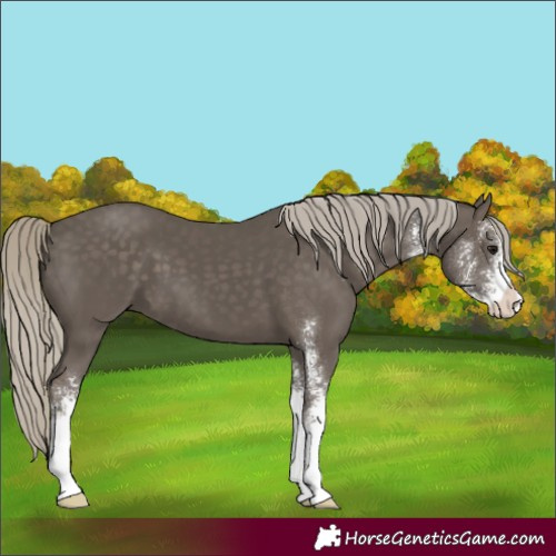 Horse Color:Silver Smoky Black Sabino 
