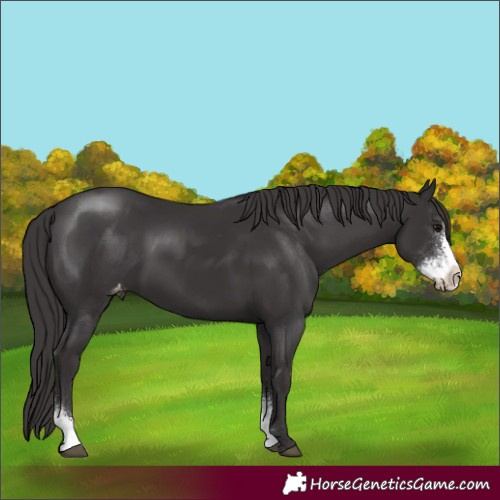 Horse Color:Smoky Black Sabino Appaloosa 