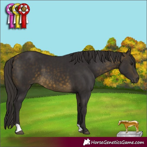 Horse Color:Buckskin 