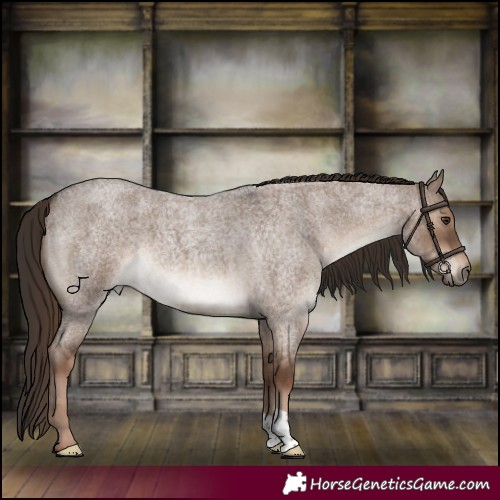 Horse Color:Liver Red Dun Roan Brindle 
