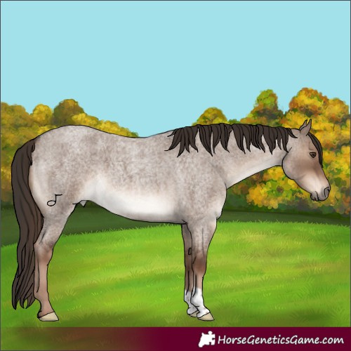 Horse Color:Liver Red Dun Roan Brindle 