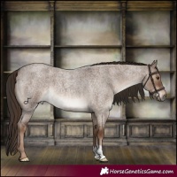 Horse Color:Liver Red Dun Roan Brindle