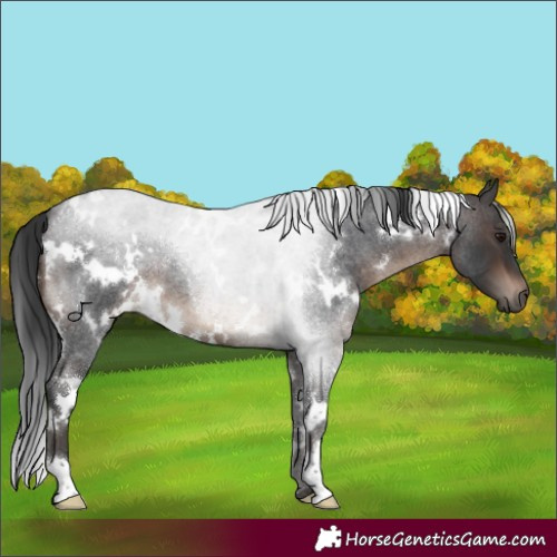Horse Color:White Spotted Brown Roan 