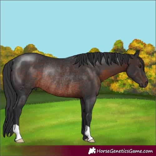 Horse Color:Brown Rabicano