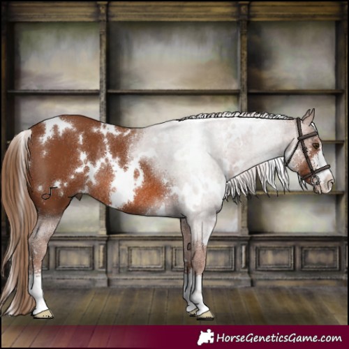 Horse Color:White Spotted Chestnut Sabino Rabicano 