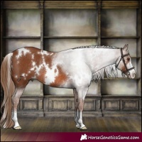 Horse Color:White Spotted Chestnut Sabino Rabicano 