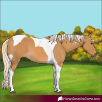 Horse Color:Palomino Tobiano