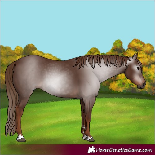 Horse Color:Gray Chestnut