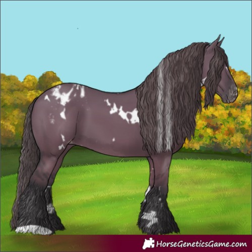 Horse Color:White Spotted Grullo Appaloosa 