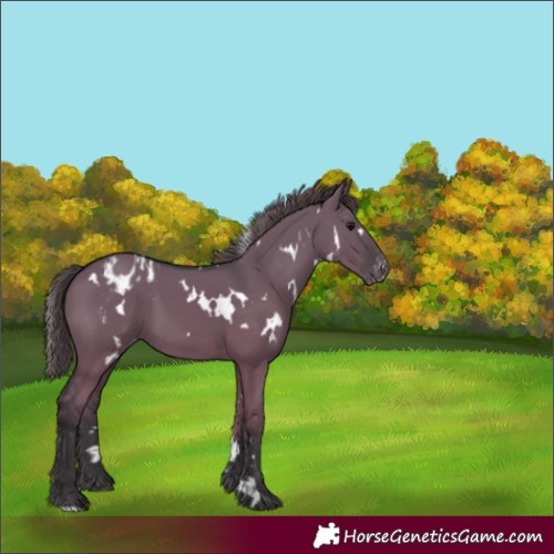 Horse Color:White Spotted Grullo Appaloosa 