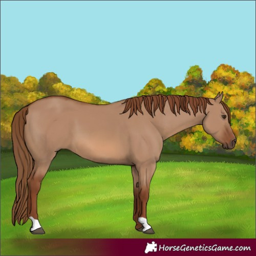 Horse Color:Red Dun