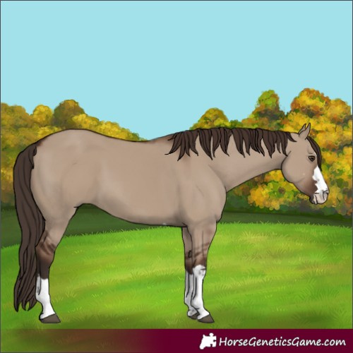 Horse Color:Liver Red Dun 