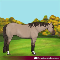 Horse Color:Liver Red Dun 