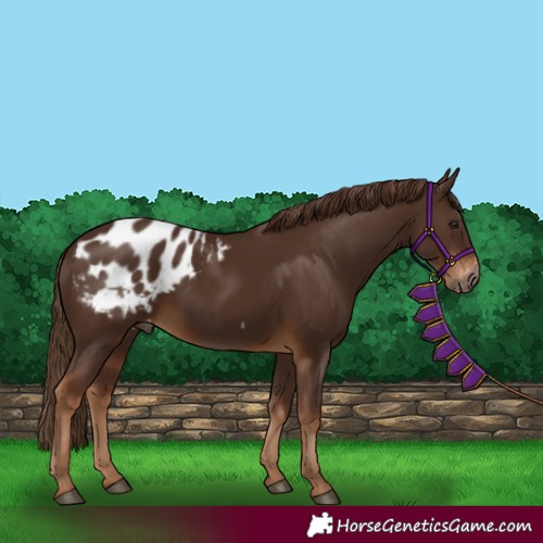 Horse Color:Gray Chestnut Appaloosa 