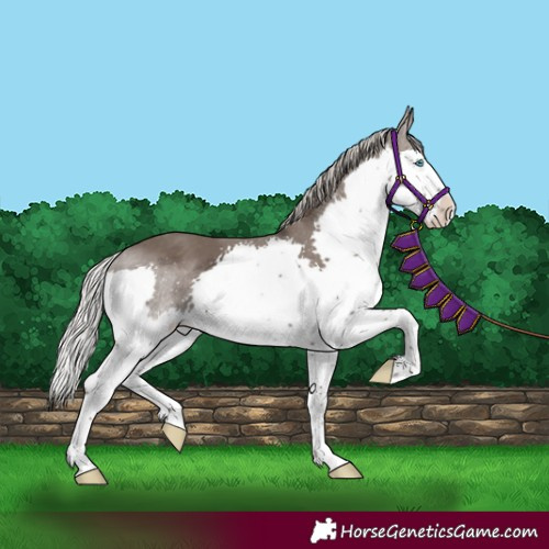 Horse Color:Silver Black Splash 