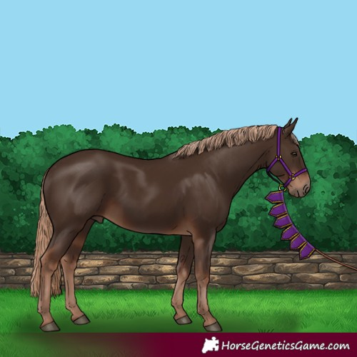 Horse Color:Liver Chestnut 