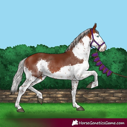 Horse Color:Silver Brown Splash Tobiano