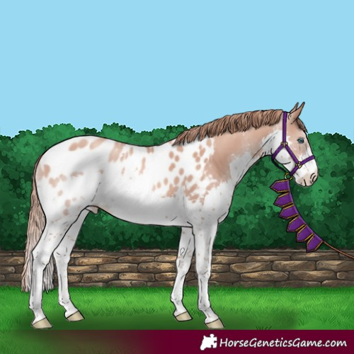 Horse Color:Gold Champagne Splash Tobiano Appaloosa 