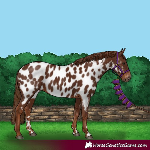 Horse Color:Gray Chestnut Appaloosa 