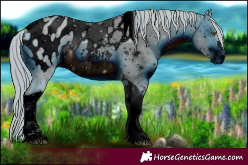 Horse Color:ERROR: UNKNOWN ANOMALY