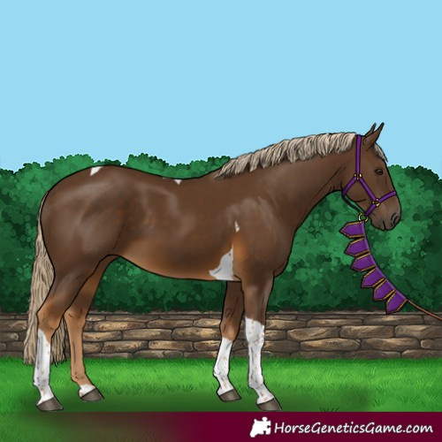 Horse Color:Liver Chestnut Tobiano