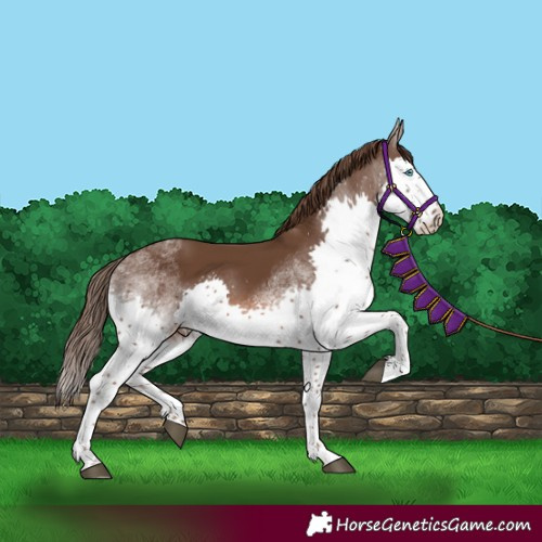 Horse Color:White Spotted Liver Chestnut Splash 