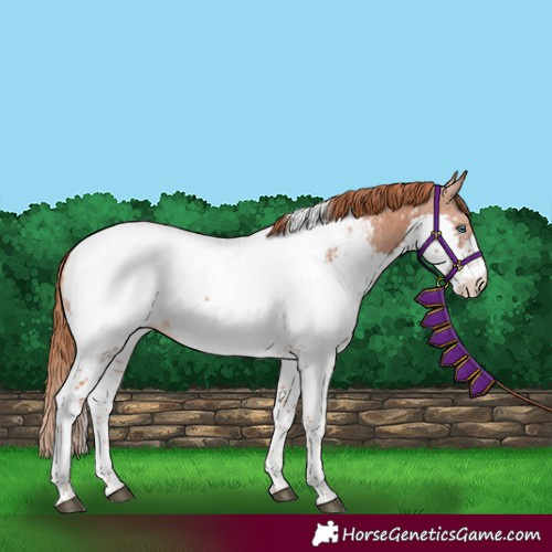 Horse Color:Chestnut Splash Tobiano Appaloosa