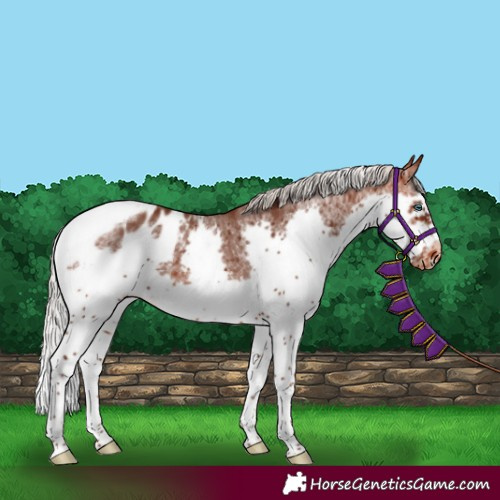Horse Color:Silver Brown Splash Tobiano Frame Appaloosa Rabicano 